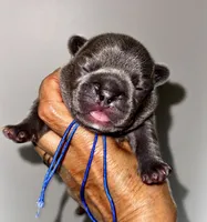 COBY, a male French Bulldog for sale in Greensboro, NC – 1 of 7