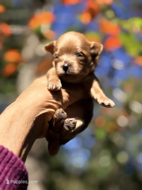 Tea Cup Korean Maltipoo - Pie – Maltipoo, Poodle - Toy  puppy for sale in Greensboro, NC