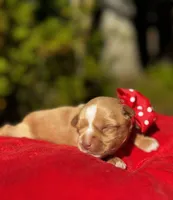 AKC Yorkie HONEY, a female Yorkshire Terrier for sale in Greensboro, NC – 4 of 8