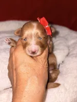Amber-Korean Red Toy Maltipoo, a female Maltipoo and Poodle - Toy  for sale in Greensboro, NC – 3 of 10