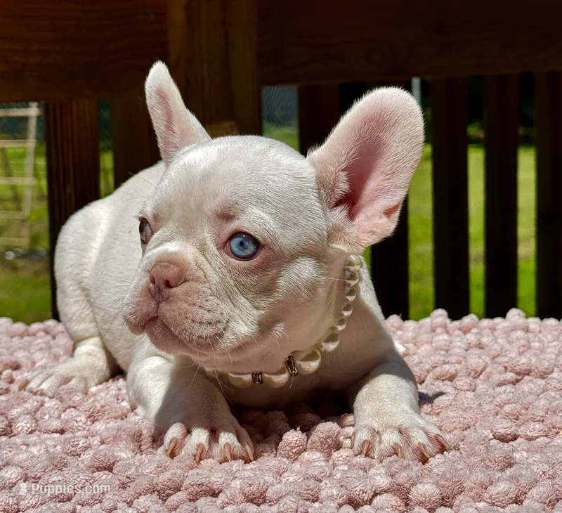 Crystal – French Bulldog puppy for sale in Greensboro, NC
