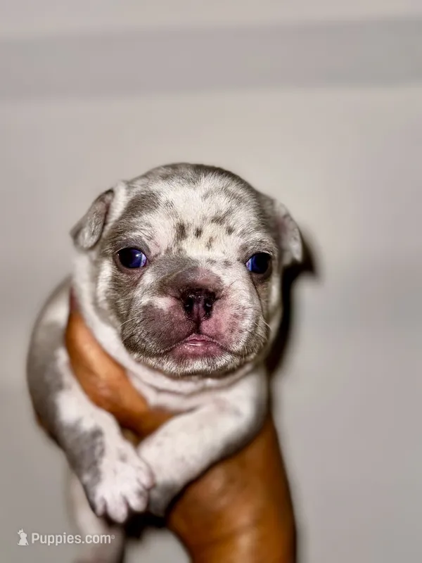GOLF – French Bulldog puppy for sale in Greensboro, NC