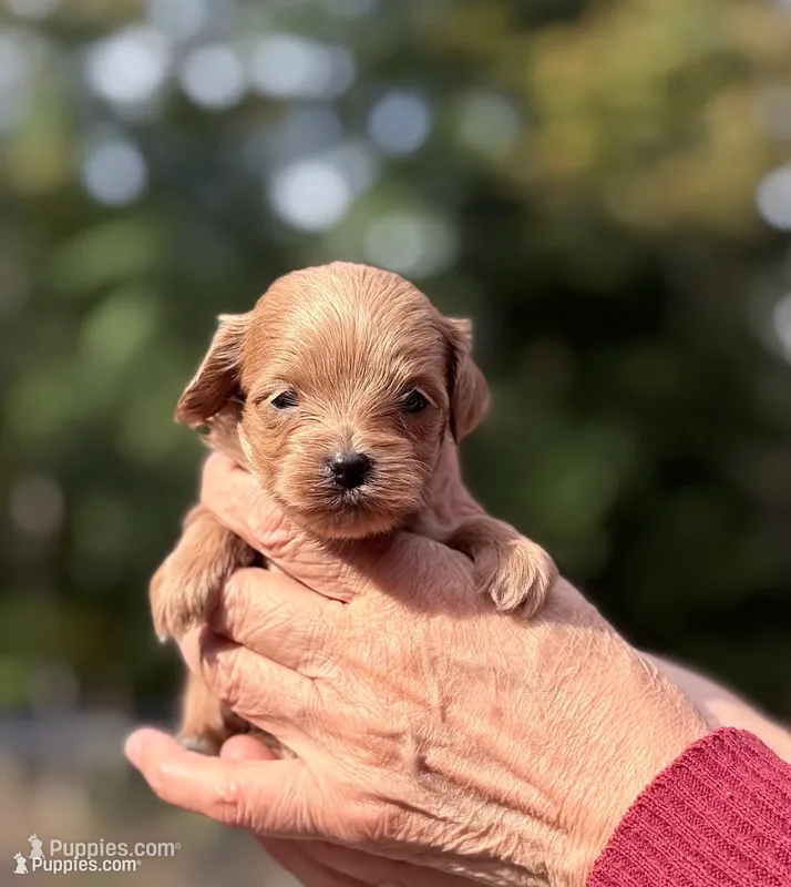 Tea Cup Korean Maltipoo - Pie – Maltipoo, Poodle - Toy  puppy for sale in Greensboro, NC