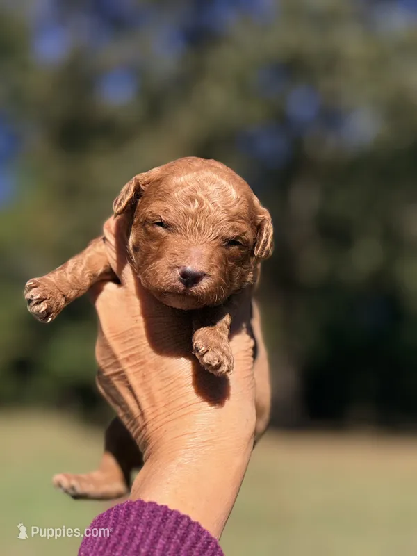 Archie-Korean toy  Maltipoo – Maltipoo, Poodle - Toy  puppy for sale in Greensboro, NC