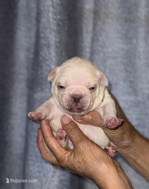 Gail – French Bulldog puppy for sale in Greensboro, NC