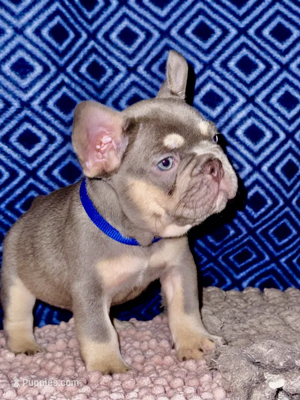 Duke – French Bulldog puppy for sale in Greensboro, NC