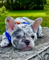 Golf, a male French Bulldog for sale in Greensboro, NC – 4 of 8