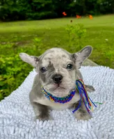 Moe, a male French Bulldog for sale in Greensboro, NC – 6 of 10