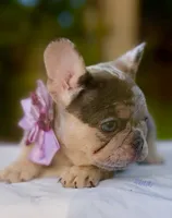 Molly, a female French Bulldog for sale in Greensboro, NC – 1 of 8