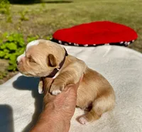 AKC Yorkie--Hero, a male Yorkshire Terrier for sale in Greensboro, NC – 2 of 8