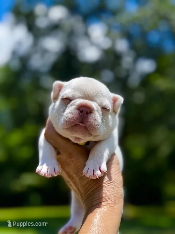 Chilly – French Bulldog puppy for sale in Greensboro, NC