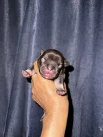 Millie, a female French Bulldog for sale in Greensboro, NC – 3 of 8