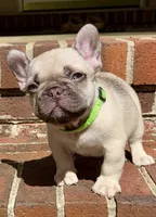 Miso, a male French Bulldog for sale in Greensboro, NC – 7 of 10