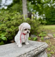 LEO1-Korean Maltipoo boy, a male Maltipoo and Maltese for sale in Greensboro, NC – 3 of 8