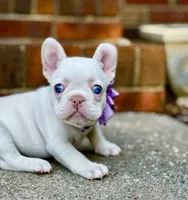 Crystal, a female French Bulldog for sale in Greensboro, NC – 3 of 8