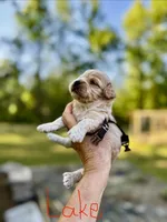 LAKE-Korean Maltipoo Boy, a male Maltipoo and Poodle - Toy  for sale in Greensboro, NC – Photo 2 of 7