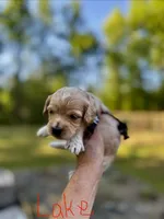 LAKE-Korean Maltipoo Boy, a male Maltipoo and Poodle - Toy  for sale in Greensboro, NC – Photo 4 of 7