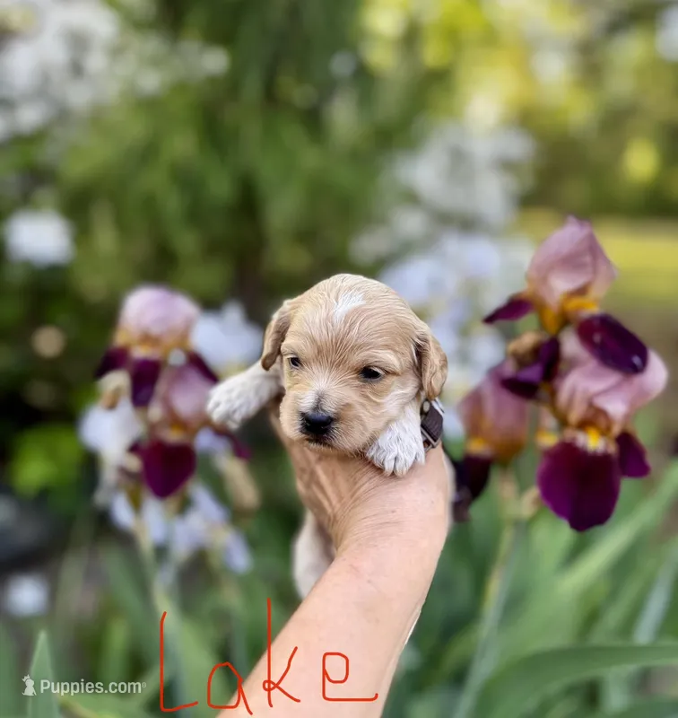 LAKE-Korean Maltipoo Boy – Maltipoo, Poodle - Toy  puppy for sale in Greensboro, NC