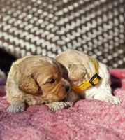 LAKE-Korean Maltipoo Boy, a male Maltipoo and Poodle - Toy  for sale in Greensboro, NC – Photo 5 of 7