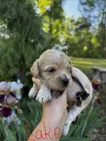 LAKE-Korean Maltipoo Boy, a male Maltipoo and Poodle - Toy  for sale in Greensboro, NC – Photo 6 of 7