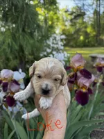 LAKE-Korean Maltipoo Boy, a male Maltipoo and Poodle - Toy  for sale in Greensboro, NC – Photo 7 of 7