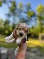 LAKE-Korean Maltipoo Boy, a male Maltipoo and Poodle - Toy  for sale in Greensboro, NC – Photo 3 of 7