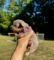 AKC Yorkie, Heidi, a female Yorkshire Terrier for sale in Greensboro, NC – 5 of 7