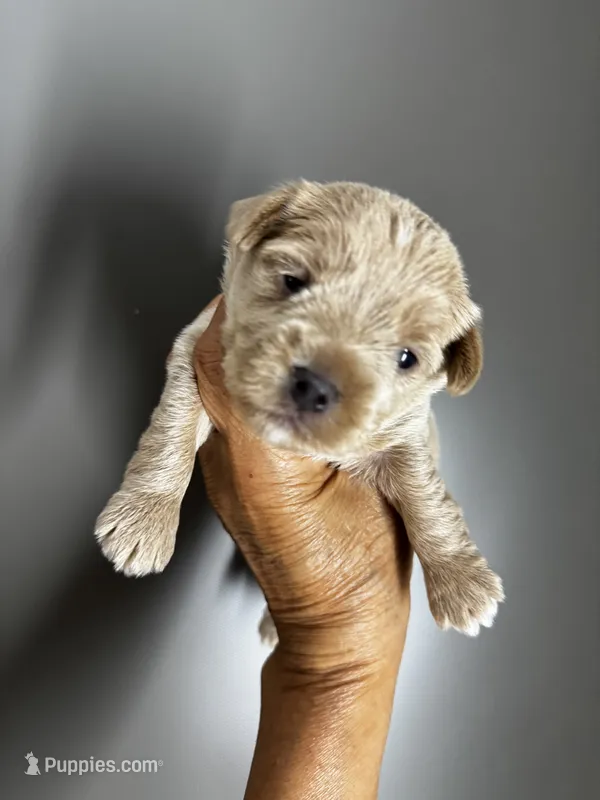 AKC Yorkie---Hankie – Yorkshire Terrier puppy for sale in Greensboro, NC