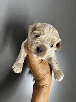 AKC Yorkie---Hankie, a male Yorkshire Terrier for sale in Greensboro, NC – 1 of 7