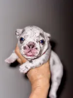CHIPS, a male French Bulldog for sale in Greensboro, NC – 4 of 8