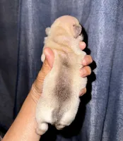 Milky, a male French Bulldog for sale in Greensboro, NC – 5 of 7