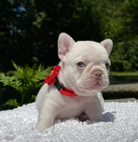 Cherry, a female French Bulldog for sale in Greensboro, NC – 10 of 10