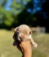 AKC Yorkie---Hankie, a male Yorkshire Terrier for sale in Greensboro, NC – 6 of 7