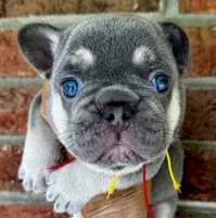Duke, a male French Bulldog for sale in Greensboro, NC – 3 of 4