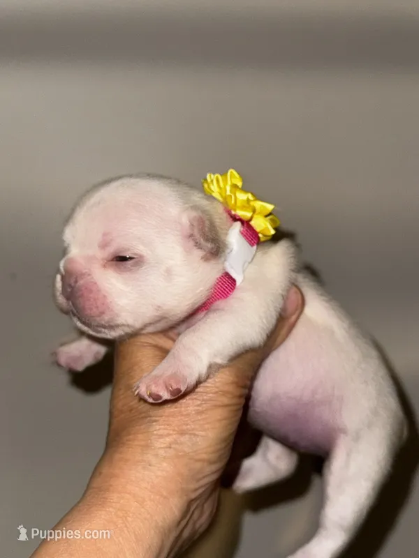 Cherry – French Bulldog puppy for sale in Greensboro, NC