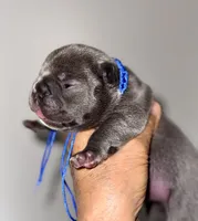 COBY, a male French Bulldog for sale in Greensboro, NC – 6 of 7