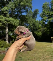 AKC Yorkie, Heidi, a female Yorkshire Terrier for sale in Greensboro, NC – 1 of 7