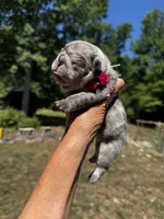 Mochi, a female French Bulldog for sale in Greensboro, NC – 3 of 5