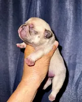 Miso, a male French Bulldog for sale in Greensboro, NC – 2 of 7