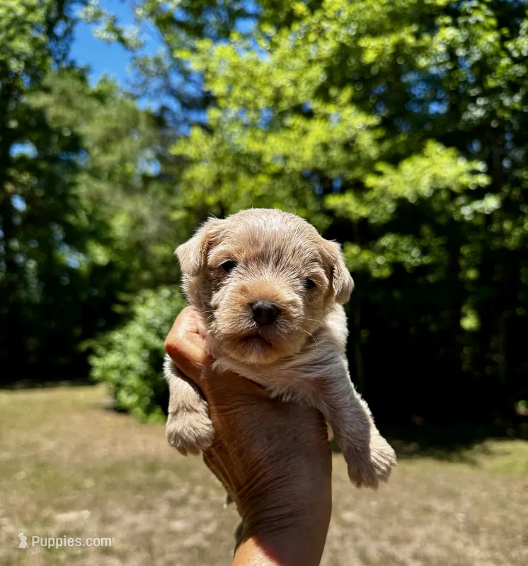 AKC Yorkie---Hankie – Yorkshire Terrier puppy on hold in Greensboro, NC