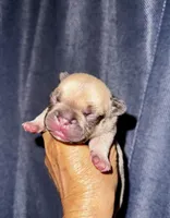Miso, a male French Bulldog for sale in Greensboro, NC – 6 of 7