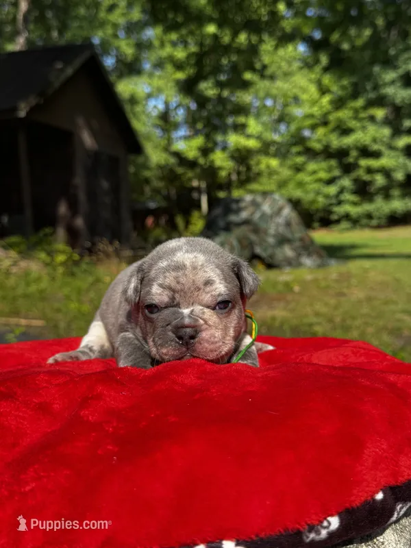 Moe – French Bulldog puppy for sale in Greensboro, NC