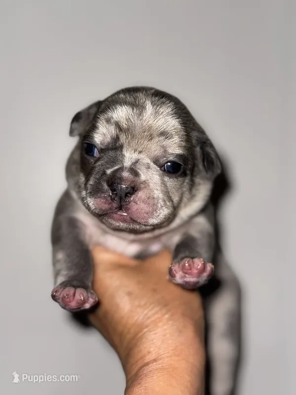 Moe – French Bulldog puppy for sale in Greensboro, NC
