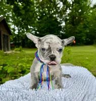 Moe, a male French Bulldog for sale in Greensboro, NC – 4 of 10