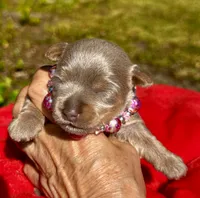 AKC Yorkie, Heidi, a female Yorkshire Terrier for sale in Greensboro, NC – 2 of 7
