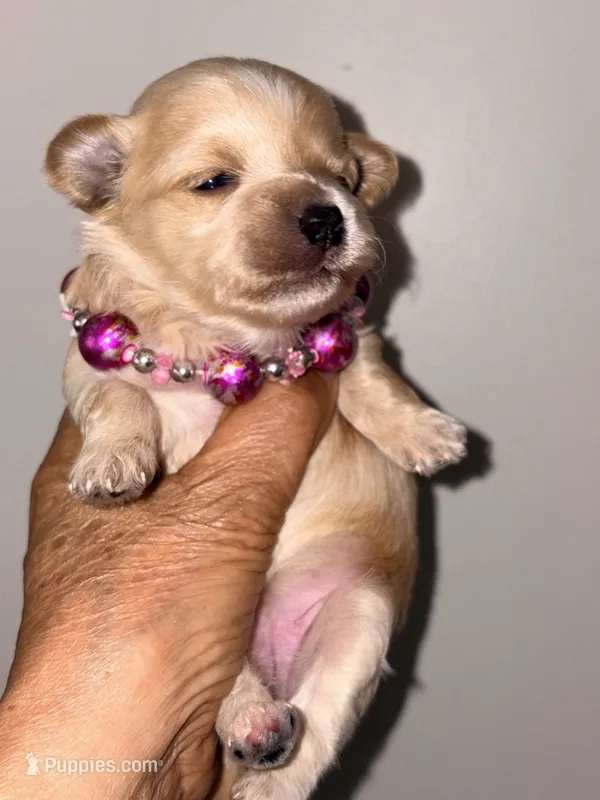Korean Red toy Maltipoo-Apple – Maltipoo, Poodle - Toy  puppy for sale in Greensboro, NC