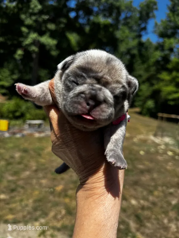Mochi – French Bulldog puppy for sale in Greensboro, NC