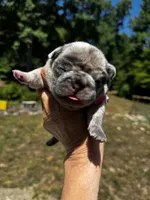 Mochi, a female French Bulldog for sale in Greensboro, NC – 1 of 5