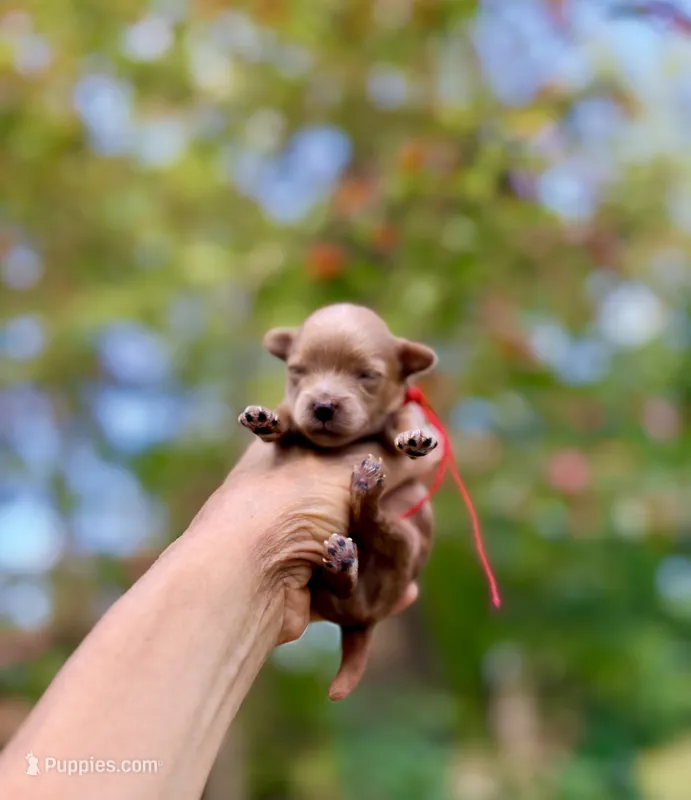 Tea Cup Korean Maltipoo - Pie – Maltipoo, Poodle - Toy  puppy for sale in Greensboro, NC