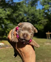 AKC Yorkie, Heidi, a female Yorkshire Terrier for sale in Greensboro, NC – 6 of 7
